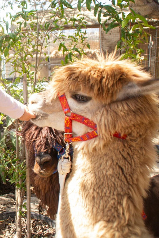 Gozo Alpaca Walks : with feeding and farm visit - Key things to know before you go
