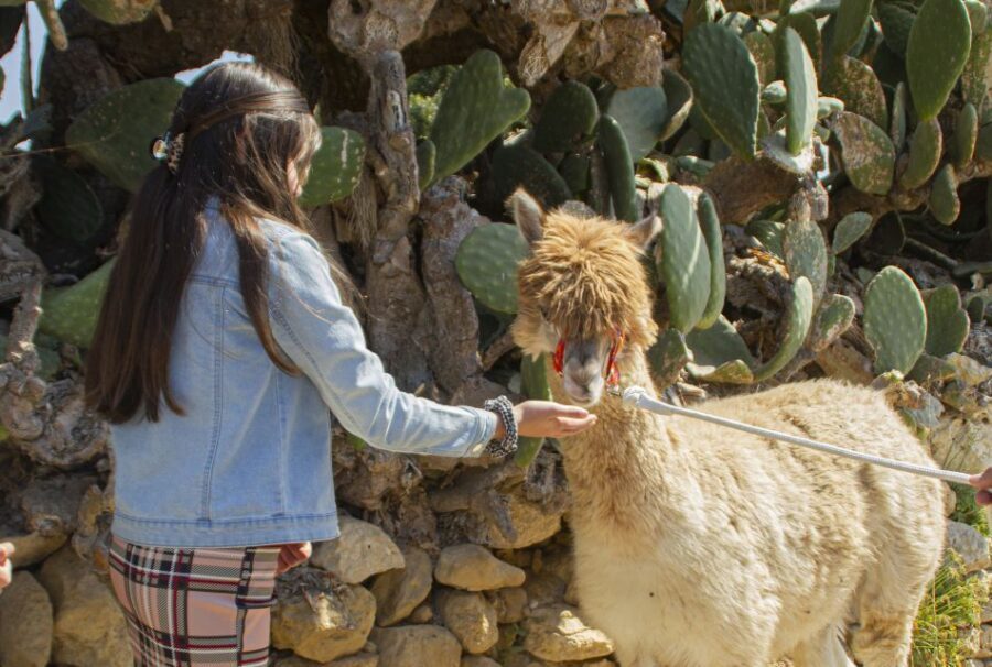 Gozo Alpaca Walks : with feeding and farm visit - Should you book Gozo Alpaca Walks with feeding and farm visit?