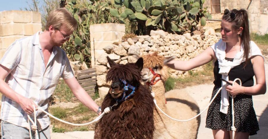 Gozo Alpaca Walks : with feeding and farm visit - What happens in the 1-hour Razzett Alpaca farm visit
