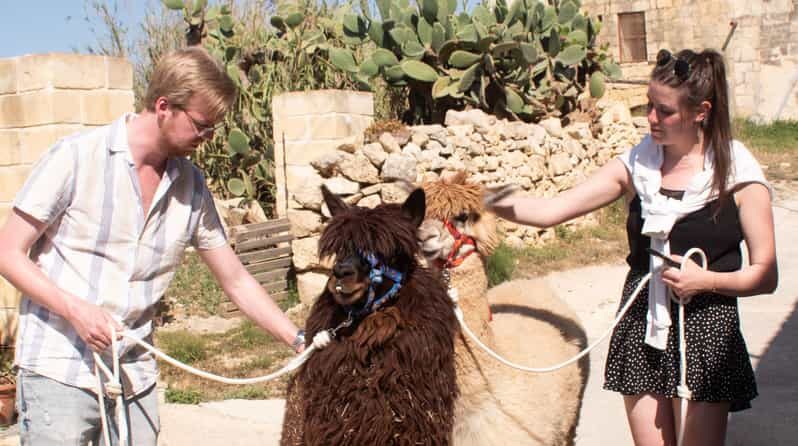 Gozo Alpaca Walks : with feeding and farm visit - Back at the farm: feeding alpacas and getting the best photos