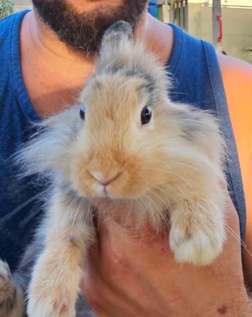 Gozo Alpaca Walks : with feeding and farm visit - The rest of the animal yard: rabbits, peacocks, turkeys, goats, and more