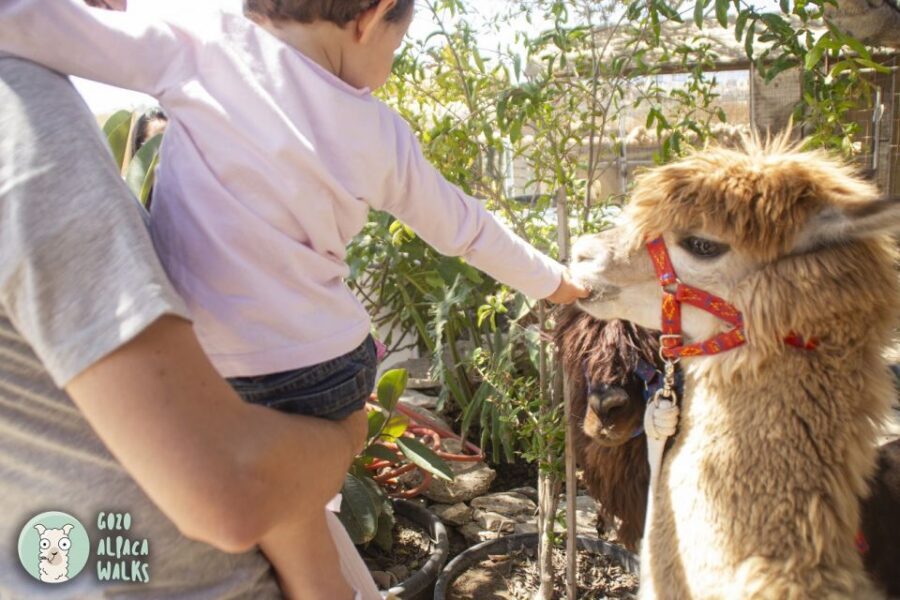 Gozo Alpaca Walks : with feeding and farm visit - Guides and animal care: why the experience feels calm
