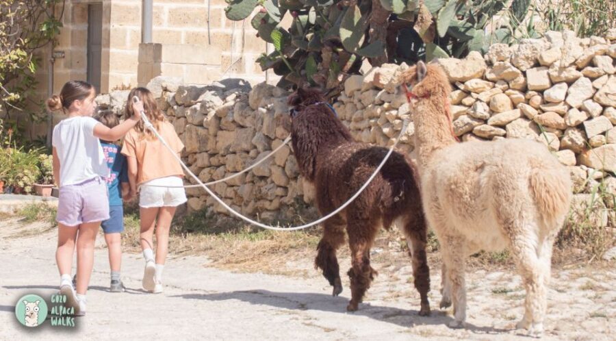 Gozo Alpaca Walks : with feeding and farm visit - Price and value: what $71 buys you on Gozo