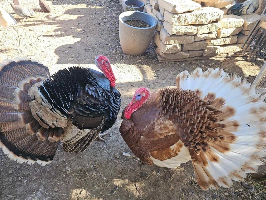 Gozo Alpaca Walks : with feeding and farm visit - Practical tips so your visit goes smoothly
