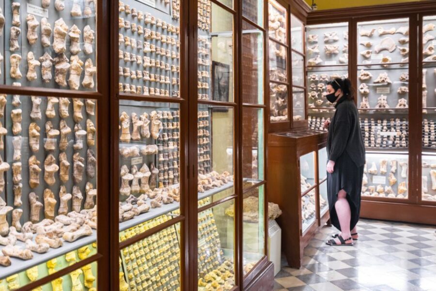 Prehistoric Temples of Malta Tour - Ghar Dalam Cave & Museum: prehistoric animals add a different kind of perspective