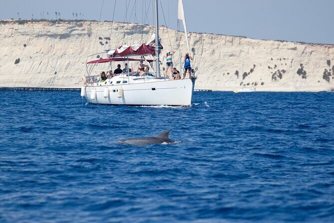 Private Marine Life Spotting - Dolphin watching EcoMarine Malta - Key highlights to know before you go