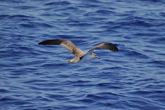 Private Marine Life Spotting - Dolphin watching EcoMarine Malta - Private charter perks: who this trip fits best