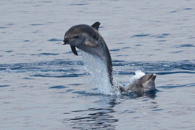 Private Marine Life Spotting - Dolphin watching EcoMarine Malta - Patrizia’s briefing: turning dolphin spotting into real understanding