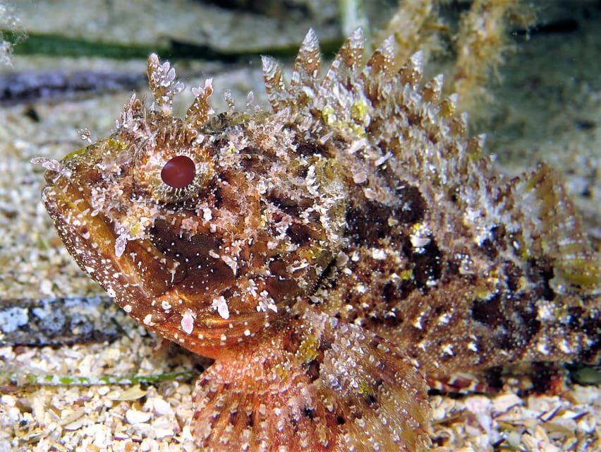 SSI Try Scuba Diving in the sea - Key highlights to know before you go