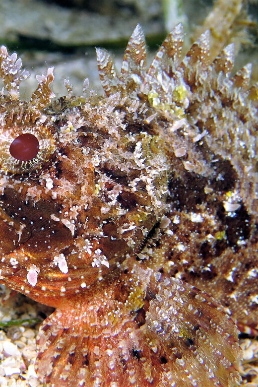SSI Try Scuba Diving in the sea - What to bring, and the rules that keep you safe (and un-stressed)