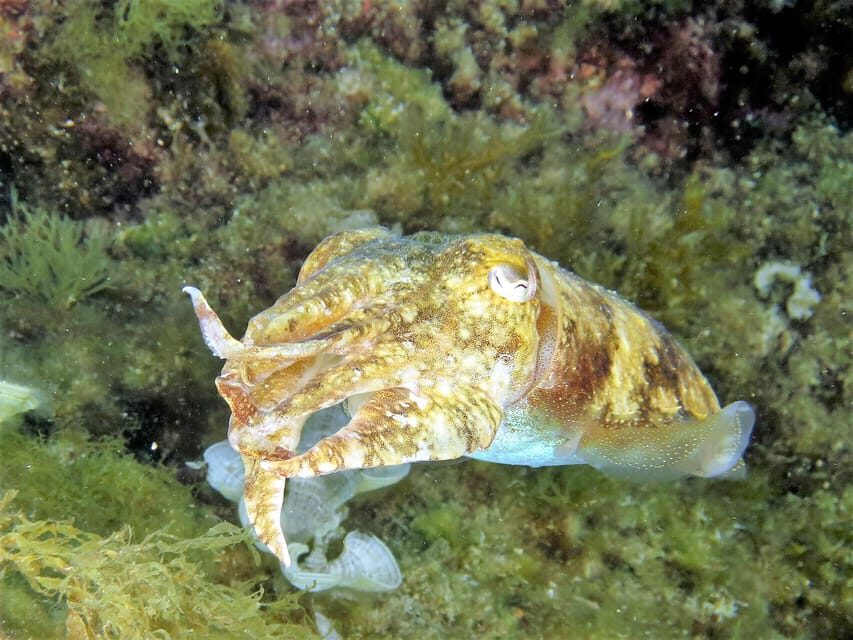 SSI Try Scuba Diving in the sea - Should you book SSI Try Scuba in Malta?