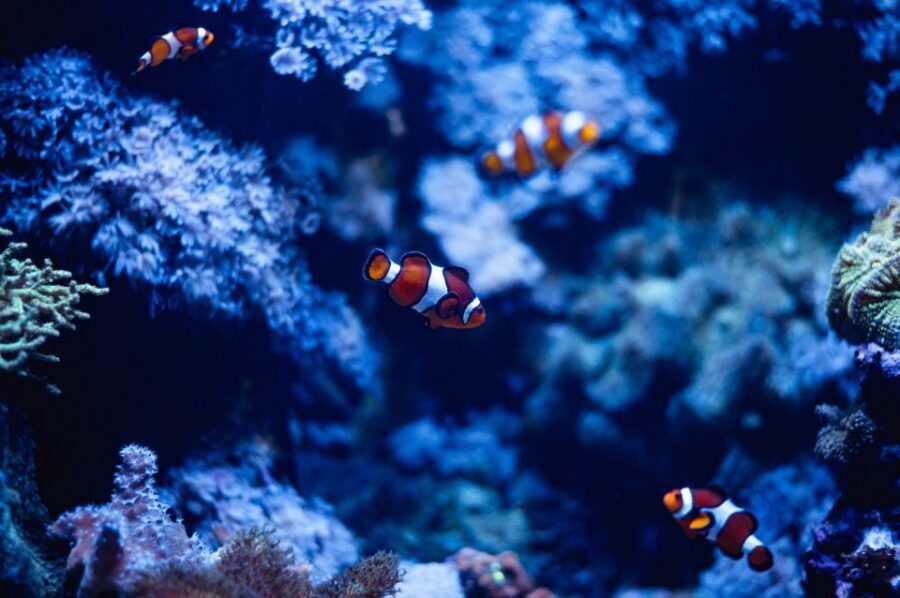 St Paul's Bay: Malta National Aquarium Entry Ticket - Key highlights to look for