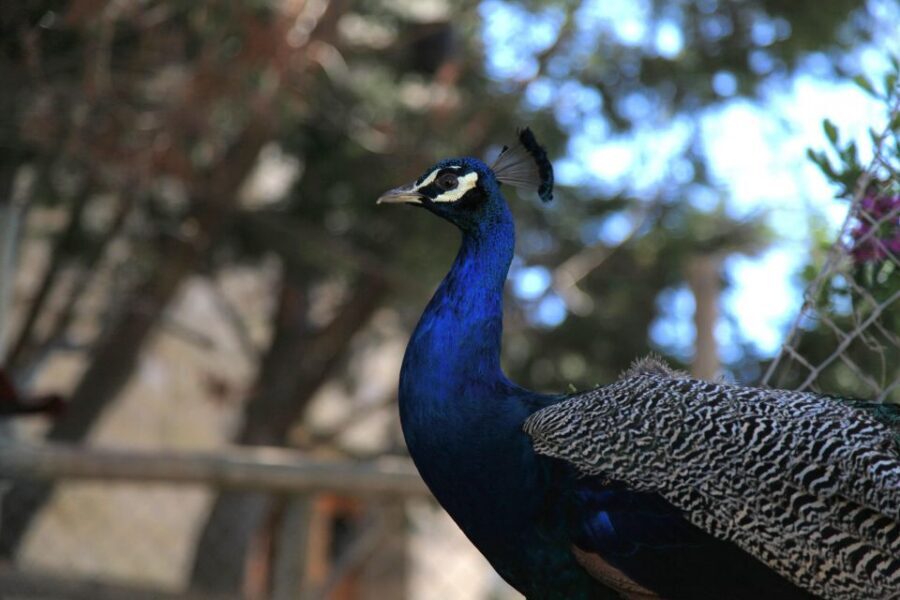 The Limestone Heritage Park and Gardens (Entry Ticket) - A one-day ticket to Malta’s limestone story in Siggiewi