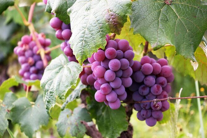 The Taste of Malta Artisan Wine Pairing - Key things to know before you go