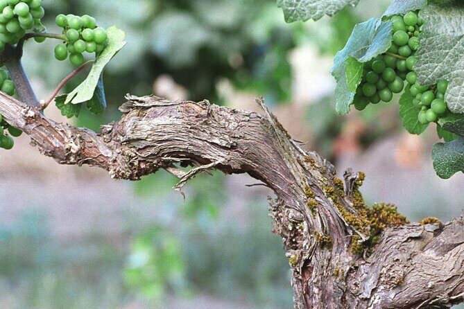 The Taste of Malta Artisan Wine Pairing - The practical takeaway: how to get the most out of your tasting