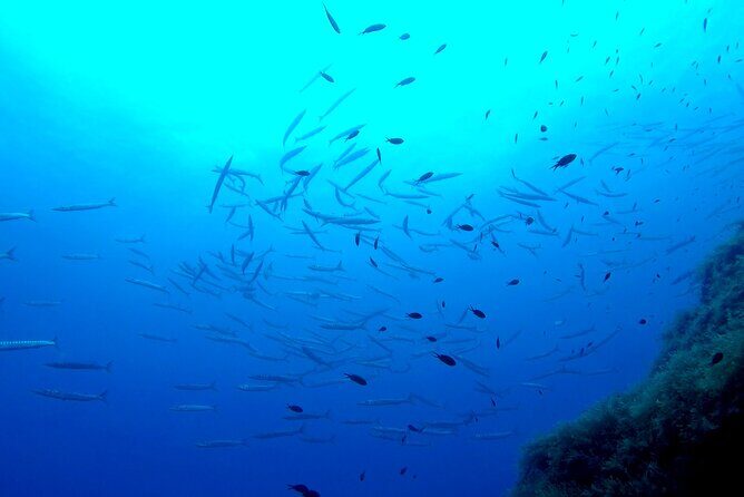 Two Morning Dives in Gozo for Certified Diver - First underwater session: the 50 bar rule and a calm pace